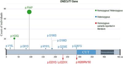 ONECUT1 variants beyond type 1 and type 2 diabetes: exploring clinical diversity and epigenetic associations in Arab cohorts